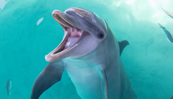 Bahamas, Celebrity Cruises.