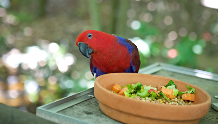 Pássaros na Oceania